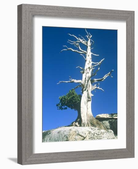 Dead tree in the Yosemite National Park, California, USA-Roland Gerth-Framed Photographic Print