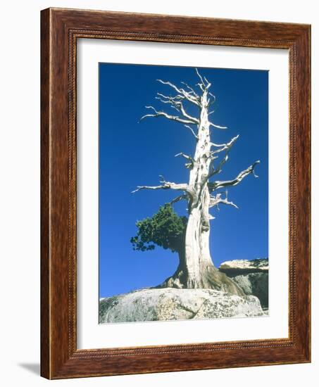 Dead tree in the Yosemite National Park, California, USA-Roland Gerth-Framed Photographic Print