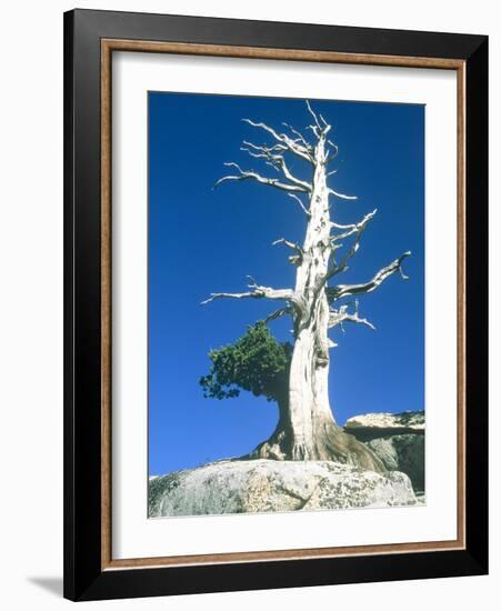 Dead tree in the Yosemite National Park, California, USA-Roland Gerth-Framed Photographic Print