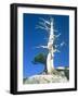 Dead tree in the Yosemite National Park, California, USA-Roland Gerth-Framed Photographic Print
