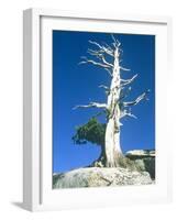 Dead tree in the Yosemite National Park, California, USA-Roland Gerth-Framed Photographic Print