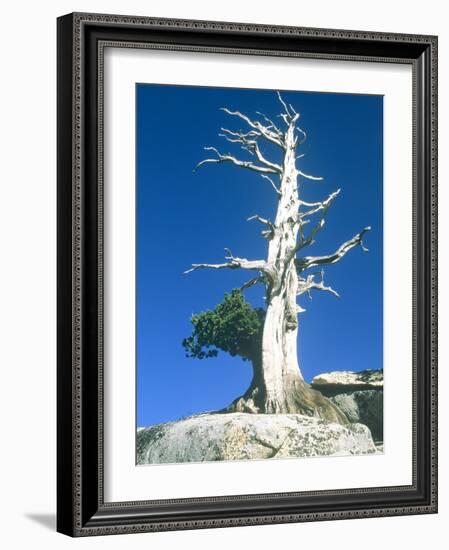 Dead tree in the Yosemite National Park, California, USA-Roland Gerth-Framed Photographic Print