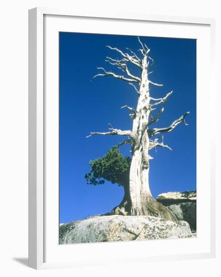 Dead tree in the Yosemite National Park, California, USA-Roland Gerth-Framed Photographic Print