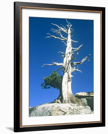 Dead tree in the Yosemite National Park, California, USA-Roland Gerth-Framed Photographic Print