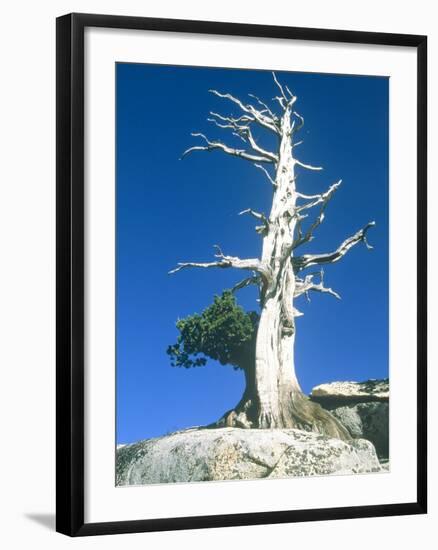 Dead tree in the Yosemite National Park, California, USA-Roland Gerth-Framed Photographic Print