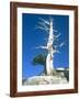Dead tree in the Yosemite National Park, California, USA-Roland Gerth-Framed Photographic Print