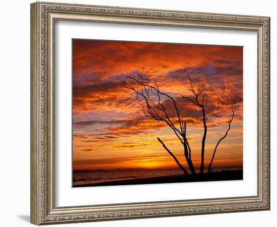 Dead Tree on Lighthouse Beach at Sunrise, Sanibel Island, Florida, USA-Jerry & Marcy Monkman-Framed Photographic Print