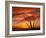 Dead Tree on Lighthouse Beach at Sunrise, Sanibel Island, Florida, USA-Jerry & Marcy Monkman-Framed Photographic Print