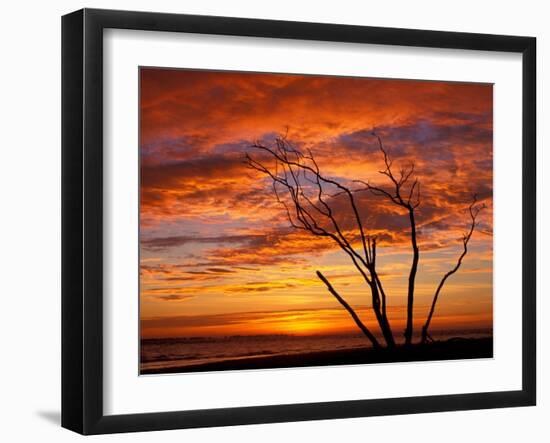 Dead Tree on Lighthouse Beach at Sunrise, Sanibel Island, Florida, USA-Jerry & Marcy Monkman-Framed Photographic Print