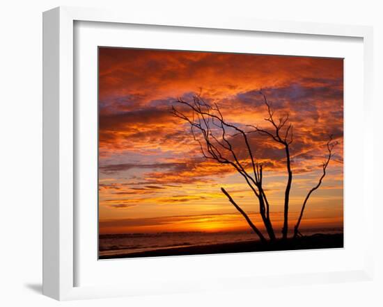 Dead Tree on Lighthouse Beach at Sunrise, Sanibel Island, Florida, USA-Jerry & Marcy Monkman-Framed Photographic Print