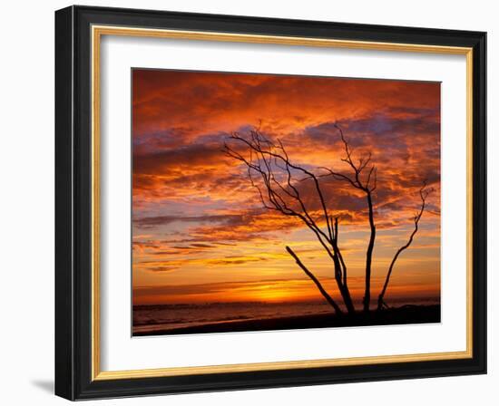 Dead Tree on Lighthouse Beach at Sunrise, Sanibel Island, Florida, USA-Jerry & Marcy Monkman-Framed Photographic Print