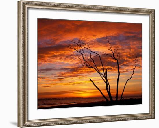 Dead Tree on Lighthouse Beach at Sunrise, Sanibel Island, Florida, USA-Jerry & Marcy Monkman-Framed Photographic Print