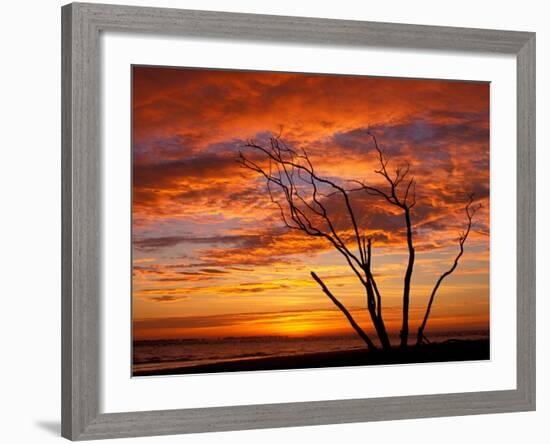 Dead Tree on Lighthouse Beach at Sunrise, Sanibel Island, Florida, USA-Jerry & Marcy Monkman-Framed Photographic Print