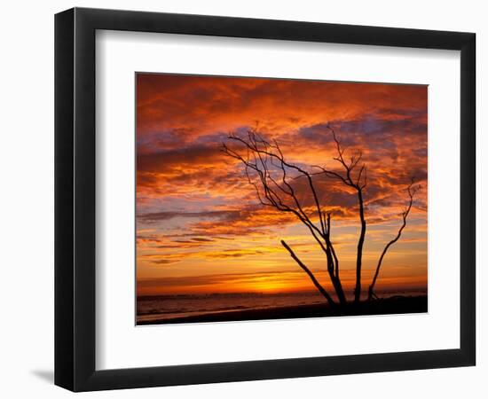 Dead Tree on Lighthouse Beach at Sunrise, Sanibel Island, Florida, USA-Jerry & Marcy Monkman-Framed Photographic Print