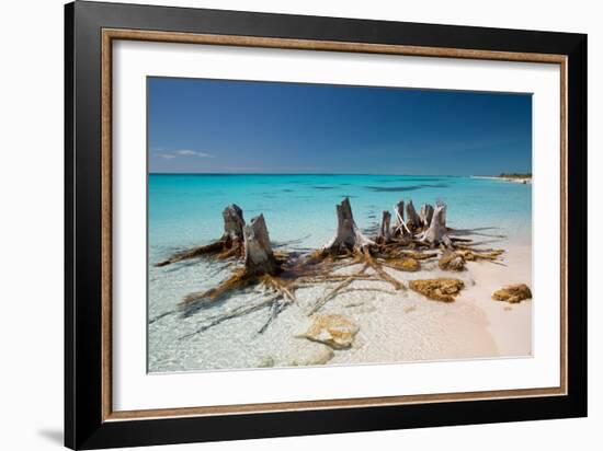 Dead Tree Stumps on a Caribbean Beach in Cuba's Cayo Largo-Alex Saberi-Framed Photographic Print