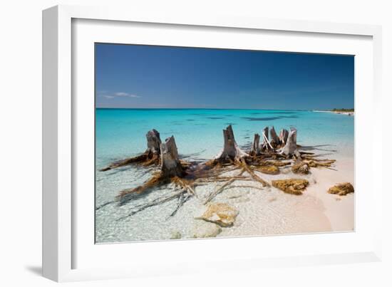 Dead Tree Stumps on a Caribbean Beach in Cuba's Cayo Largo-Alex Saberi-Framed Photographic Print