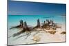 Dead Tree Stumps on a Caribbean Beach in Cuba's Cayo Largo-Alex Saberi-Mounted Photographic Print