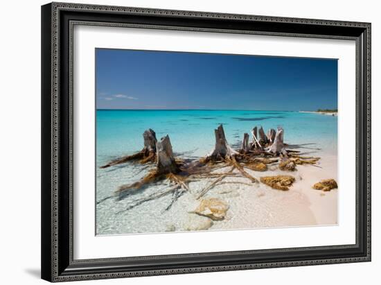 Dead Tree Stumps on a Caribbean Beach in Cuba's Cayo Largo-Alex Saberi-Framed Photographic Print