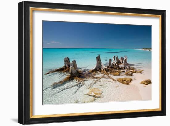 Dead Tree Stumps on a Caribbean Beach in Cuba's Cayo Largo-Alex Saberi-Framed Photographic Print