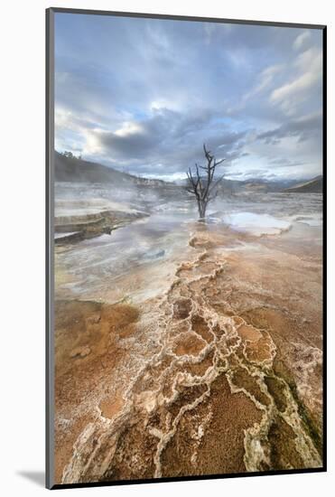 Dead trees entombed in travertine deposits colored by thermophilic bacteria.-Alan Majchrowicz-Mounted Photographic Print