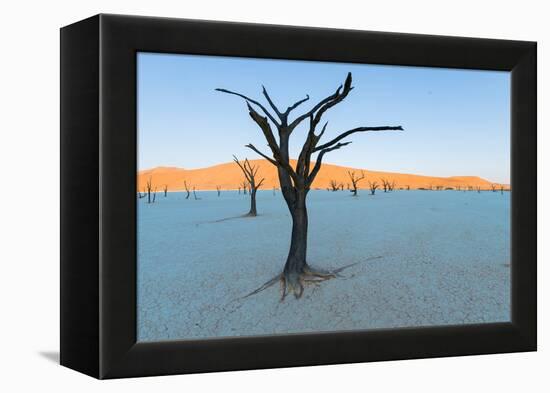 Dead trees in a desert, Dead Vlei, Sossusvlei, Namib Desert, Namib-Naukluft National Park, Namibia-null-Framed Premier Image Canvas