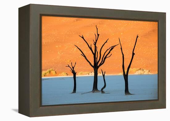 Dead trees in a desert, Dead Vlei, Sossusvlei, Namib Desert, Namib-Naukluft National Park, Namibia-null-Framed Premier Image Canvas