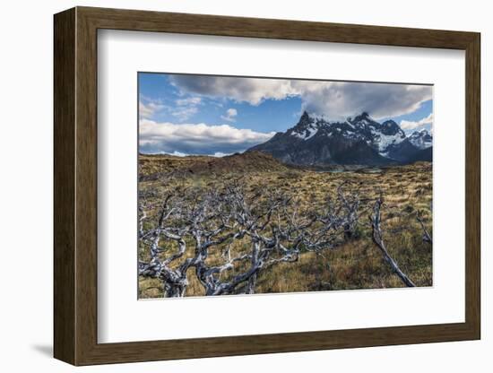 Dead Trees in Front of Cuernos Del Paine, Torres Del Paine National Park, Chilean Patagonia, Chile-G & M Therin-Weise-Framed Photographic Print