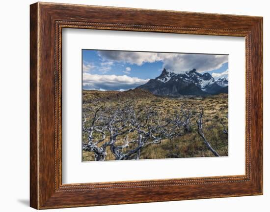 Dead Trees in Front of Cuernos Del Paine, Torres Del Paine National Park, Chilean Patagonia, Chile-G & M Therin-Weise-Framed Photographic Print