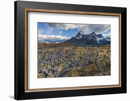 Dead Trees in Front of Cuernos Del Paine, Torres Del Paine National Park, Chilean Patagonia, Chile-G & M Therin-Weise-Framed Photographic Print