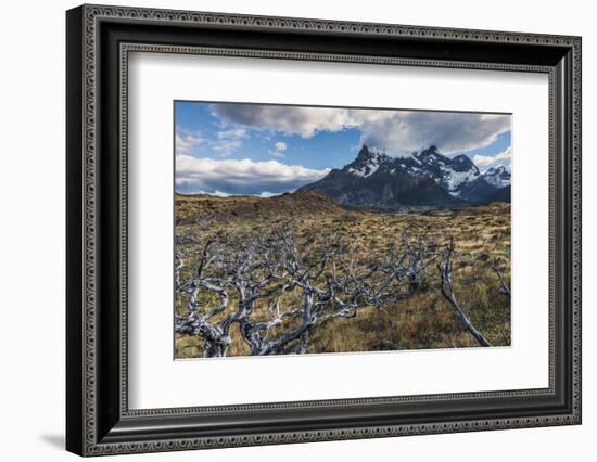 Dead Trees in Front of Cuernos Del Paine, Torres Del Paine National Park, Chilean Patagonia, Chile-G & M Therin-Weise-Framed Photographic Print