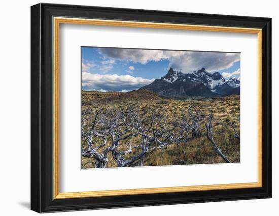 Dead Trees in Front of Cuernos Del Paine, Torres Del Paine National Park, Chilean Patagonia, Chile-G & M Therin-Weise-Framed Photographic Print