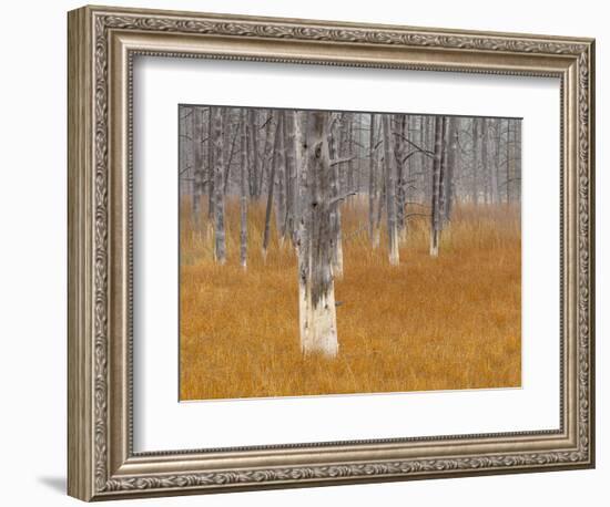 Dead trees in the Midway Geyser Basin, Yellowstone National Park, Wyoming, USA-Maresa Pryor-Framed Photographic Print