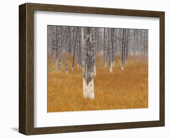 Dead trees in the Midway Geyser Basin, Yellowstone National Park, Wyoming, USA-Maresa Pryor-Framed Photographic Print