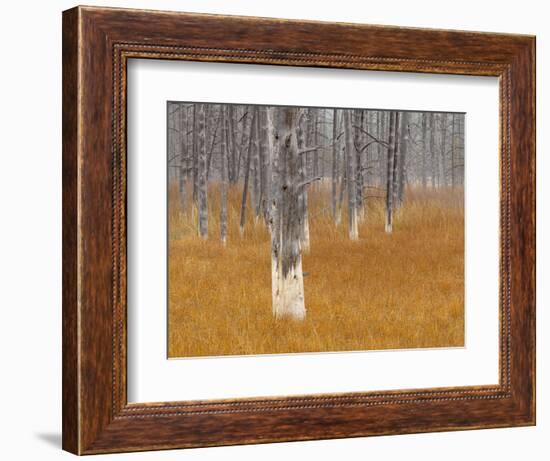 Dead trees in the Midway Geyser Basin, Yellowstone National Park, Wyoming, USA-Maresa Pryor-Framed Photographic Print