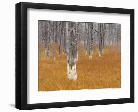 Dead trees in the Midway Geyser Basin, Yellowstone National Park, Wyoming, USA-Maresa Pryor-Framed Photographic Print
