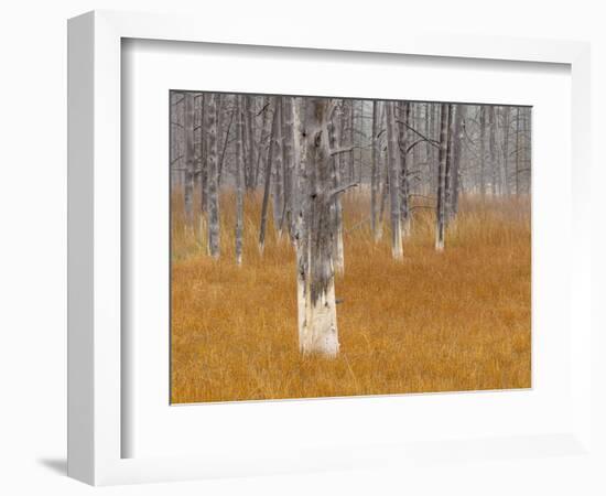 Dead trees in the Midway Geyser Basin, Yellowstone National Park, Wyoming, USA-Maresa Pryor-Framed Photographic Print