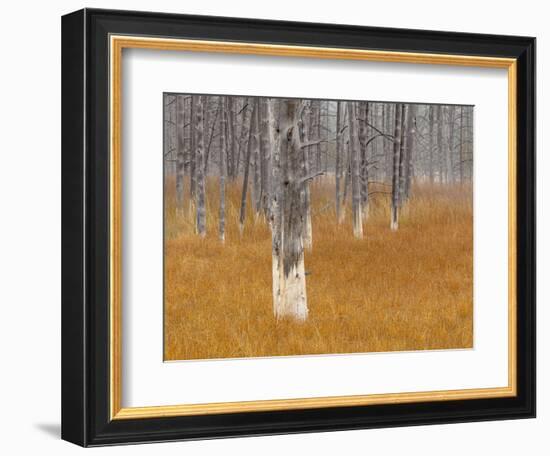 Dead trees in the Midway Geyser Basin, Yellowstone National Park, Wyoming, USA-Maresa Pryor-Framed Photographic Print