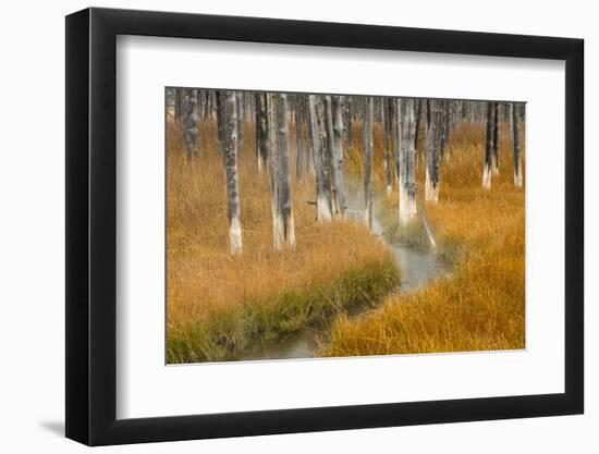 Dead trees killed from volcanic hot streams, Yellowstone National Park, Wyoming, USA-Maresa Pryor-Framed Photographic Print