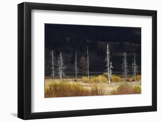 Dead Trees, Lamar Valley-Ken Archer-Framed Photographic Print