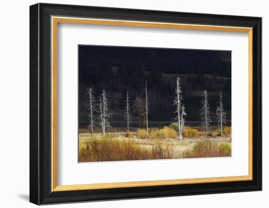 Dead Trees, Lamar Valley-Ken Archer-Framed Photographic Print