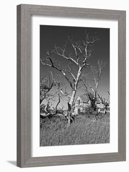 Dead Trees-Rip Smith-Framed Photographic Print