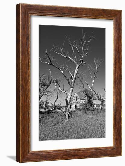 Dead Trees-Rip Smith-Framed Photographic Print