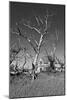 Dead Trees-Rip Smith-Mounted Photographic Print