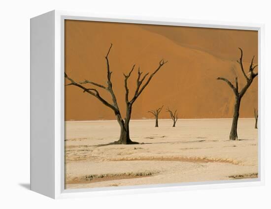 Dead Vlei, Sossusvlei Dune Field, Namib-Naukluft Park, Namib Desert, Namibia, Africa-Steve & Ann Toon-Framed Premier Image Canvas