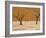 Dead Vlei, Sossusvlei Dune Field, Namib-Naukluft Park, Namib Desert, Namibia, Africa-Steve & Ann Toon-Framed Photographic Print