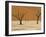 Dead Vlei, Sossusvlei Dune Field, Namib-Naukluft Park, Namib Desert, Namibia, Africa-Steve & Ann Toon-Framed Photographic Print