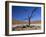 Dead Vlei, Sossusvlei Dune Field, Namib-Naukluft Park, Namib Desert, Namibia, Africa-Steve & Ann Toon-Framed Photographic Print