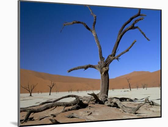 Dead Vlei, Sossusvlei Dune Field, Namib-Naukluft Park, Namib Desert, Namibia, Africa-Steve & Ann Toon-Mounted Photographic Print