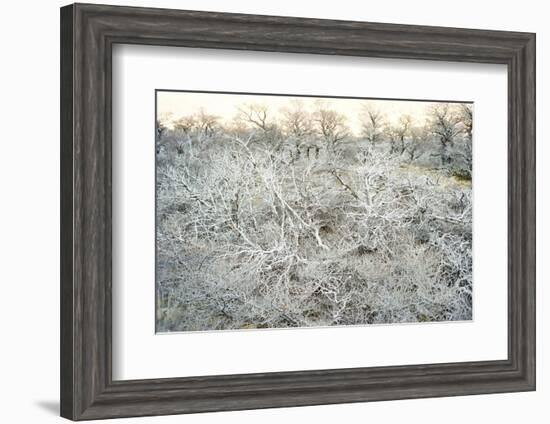 Dead Wood, El Chalten, Patagonia, Argentina, South America-Mark Chivers-Framed Photographic Print