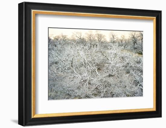 Dead Wood, El Chalten, Patagonia, Argentina, South America-Mark Chivers-Framed Photographic Print